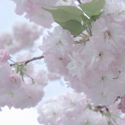 垣曲福瑞交流群